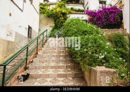 Stone steps lead up between old white buildings bordered by dense green shrubs and colorful flowering plants, with two cats resting on the stairs. A g Stock Photo