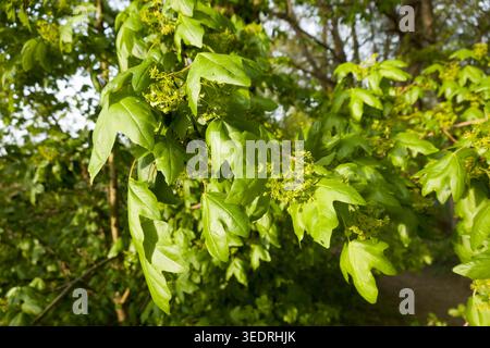 Field maple (Acer campestre) - young leaves and flowers Stock Photo