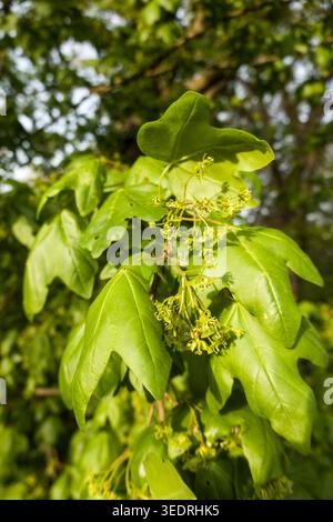 Field maple (Acer campestre) - young leaves and flowers Stock Photo