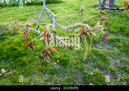 Real walnut (Juglans regia), walnut tree - young leaves and male flowers Stock Photo