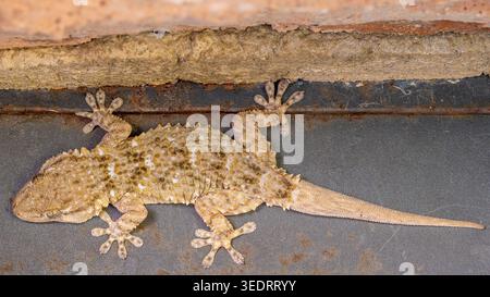 Close-up from above of a gecko on a rusty metal background Stock Photo