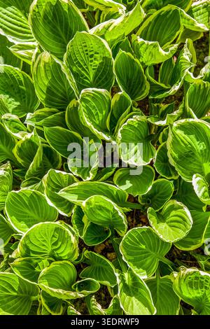 Fresh spring hosta leaves unfurl in vibrant shades of green, creating a lush textured pattern in garden sunlight. Stock Photo