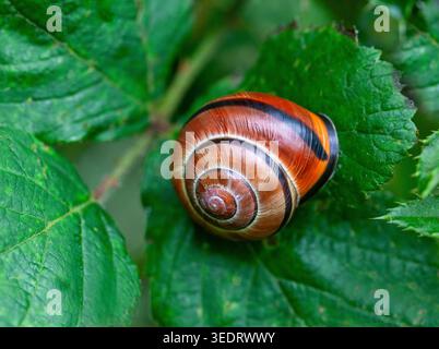 Brown-lipped snail resting on green leaves, displaying its vivid banded shell and natural camouflage in a lush woodland habitat. Stock Photo