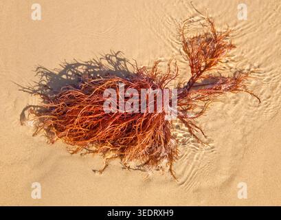 Sunlit red seaweed drifts across wet sand, its tangled branches casting delicate shadows in the shallow tide. Stock Photo