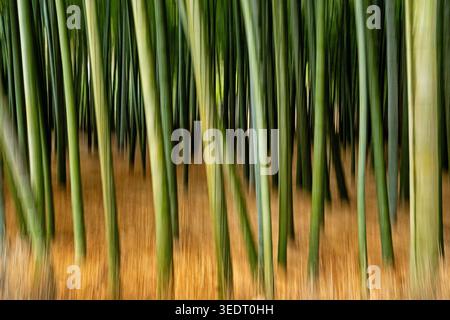 KAMAKURA, JAPAN - DECEMBER 24, 2025: An abstract view of a bamboo grove to emphasize the shapes with motion blur created with intentional camera movem Stock Photo