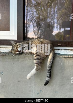 Sleeping street cat. Cozy urban scene a tabby street cat sleeping peacefully on a stone wall, capturing the calm and cozy spirit of everyday urban lif Stock Photo