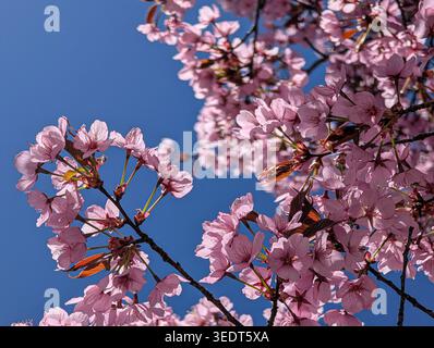 Pink cherry blossom tree in full bloom under clear blue sky in Munich, Bavaria, Germany. Stock Photo