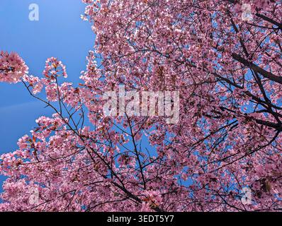 Pink cherry blossom tree in full bloom under clear blue sky in Munich, Bavaria, Germany. Stock Photo