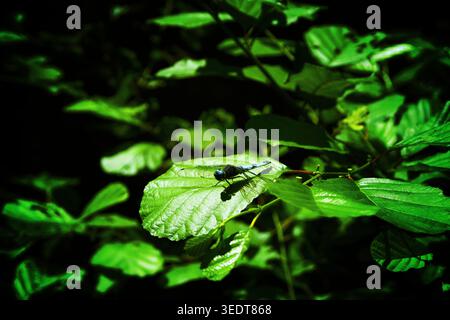 A blue dragonfly sitting on a large green leaf Stock Photo