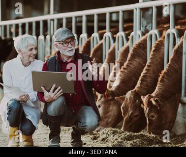 Senior farmer and veterinarian woman crouching, using laptop in front of young cows in stable Stock Photo