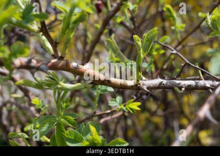 Young leaves sprout on branches during springtime in a garden. The sunlight highlights fresh growth on the plants. Nature awakens with new life and co Stock Photo