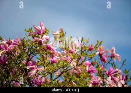 Japanese cherry blossoms Stock Photo