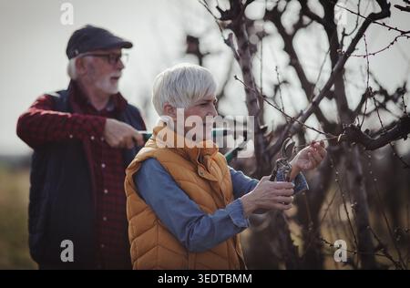 Mature couple pruning branches of fruit trees in orchard in early spring time Stock Photo