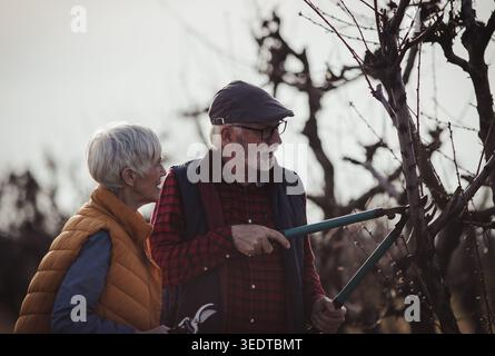 Mature couple pruning branches of fruit trees in orchard in early spring time Stock Photo