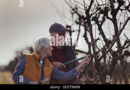 Mature couple pruning branches of fruit trees in orchard in early spring time Stock Photo