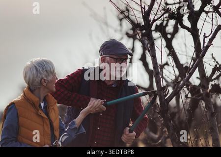 Mature couple pruning branches of fruit trees in orchard in early spring time Stock Photo