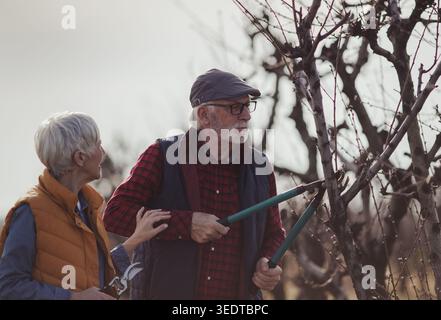Mature couple pruning branches of fruit trees in orchard in early spring time Stock Photo