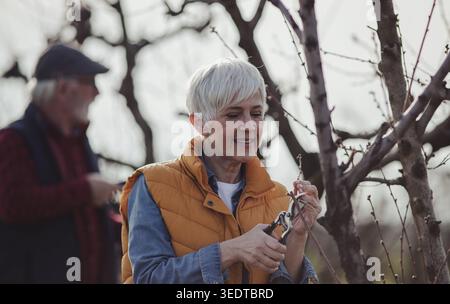 Mature couple pruning branches of fruit trees in orchard in early spring time Stock Photo