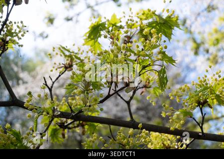 New leaves and flower buds appear on a tree branch with a blurred background showing other trees in a park during the daytime in spring. Stock Photo