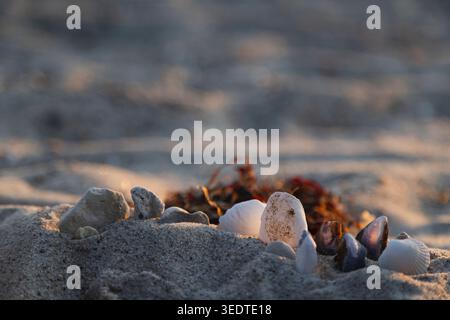 Shells on the beach Stock Photo