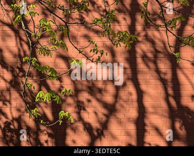 Fresh green leaves and tree shadows on a red brick wall in spring sunlight Stock Photo