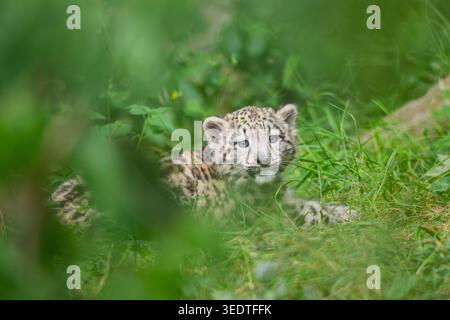 Snow leopard (Panthera uncia) youngster lying on a meadow, captive, habitat in Asia Stock Photo