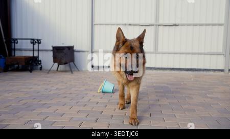Happy German Shepherd dog walks towards camera on paved backyard patio. Purebred canine with brown and black fur looks at viewer. Domestic pet enjoys Stock Photo