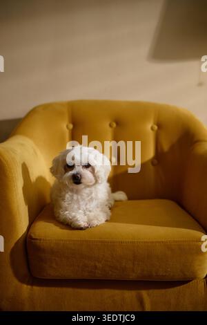 Portrait of Small Dog Resting on Armchair in Cozy Home Stock Photo