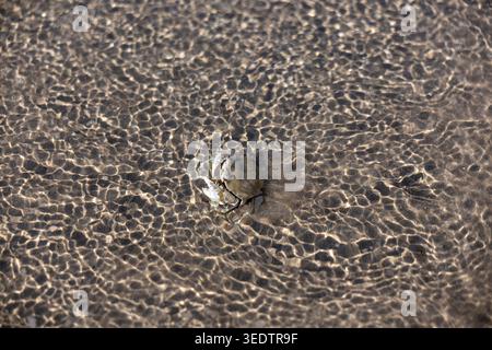 Small aquatic bird swimming across clear water creating beautiful ripple and reflection showcasing peaceful wildlife nature outdoor scene at tranquil Stock Photo