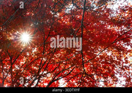 Beautiful red maple leaves with branches on tree with sparkle sunlight during autumn Stock Photo