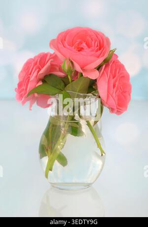 A bouquet in a glass vase with three, pink roses on a blue background. Simple, feminine dacoration. Stock Photo