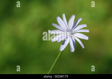 Wild Blue Chicory Flower in a Summer Meadow Stock Photo