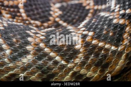 Portrait of a diamondback rattlesnake. Reptile close-up. Stock Photo