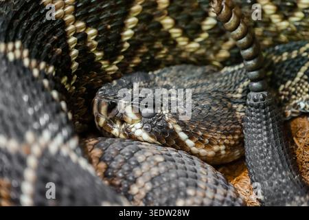 Portrait of a diamondback rattlesnake. Reptile close-up. Stock Photo