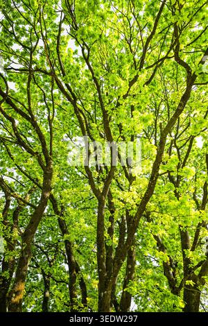 View into the green crown of an old oak tree. Close-up of the tree. Stock Photo