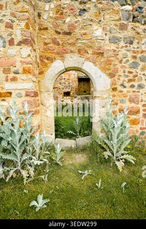 Thistles in front of a rustic stone wall of an old ruin. Stock Photo