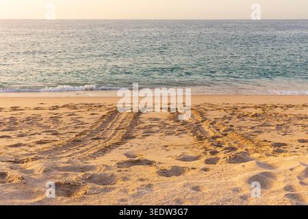 The trail left behind by a green sea turtle that headed back to the sea after laying her eggs at the beach of the Ras Al Jinz Turtle Reserve in Oman Stock Photo