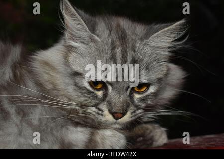 Portrait of Gray Persian Cat (Felis catus) with Bright Yellow  Amber Eyes on Dark Background, Serious Expression Closeup Stock Photo
