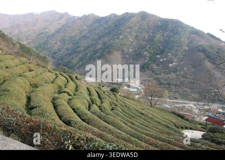 A beautiful view of a terraced green tea plantation on a steep mountain slope in South Korea, alongside freshly harvested green tea leaves drying on a Stock Photo
