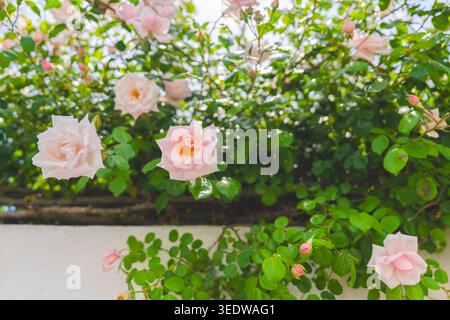 Using A Pink Flower A pink rose flower climbing across white garden trellis beneath clear ...