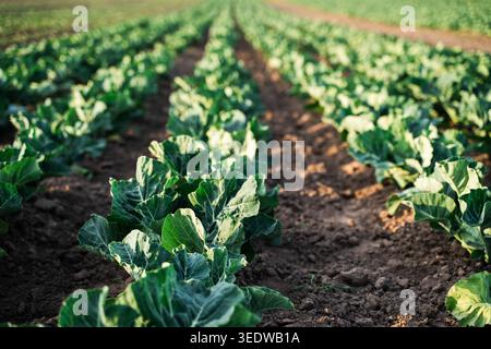 Cabbage field showing rows of growing vegetables in rich brown soil on an organic farm at sunset Stock Photo