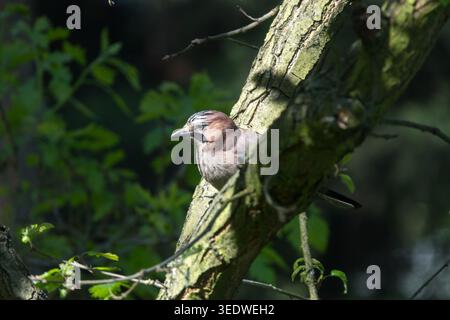 Eurasian jay Garrulus glandarius Stock Photo