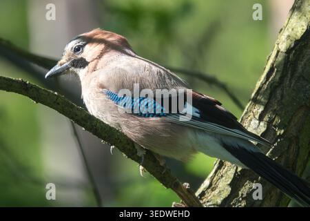 Eurasian jay Garrulus glandarius Stock Photo