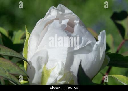White Japanese tree peony flower Paeonia suffruticosa Mantsuki Stock Photo
