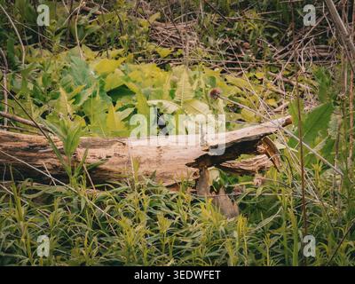 Decaying fallen tree log surrounded by lush green forest floor vegetation and dried wildflower stalks in a natural woodland setting Stock Photo