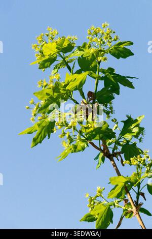 Field Maple, Acer campestre spring flowers in foliage Stock Photo