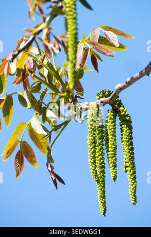 Juglans regia Catkins in spring Stock Photo