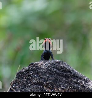 This captivating image showcases a small black lizard with a brilliant red head, gracefully perched on a textured rock. A softly blurred background of Stock Photo