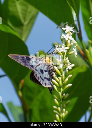 A striking close-up of a Blue Tiger Moth (Dysphania percota) delicately perched on white flowers, its wings showcasing a mesmerizing blend of deep pur Stock Photo