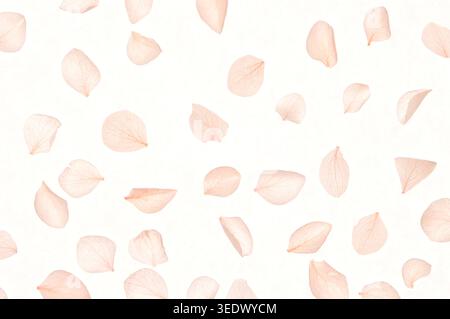 nk hydrangea petals falling on beige background overhead view macro Stock Photo